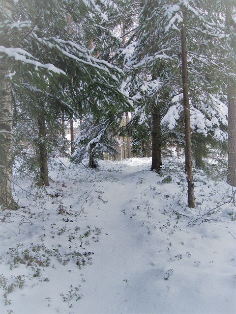 Kuvassa luminen polku metsässä