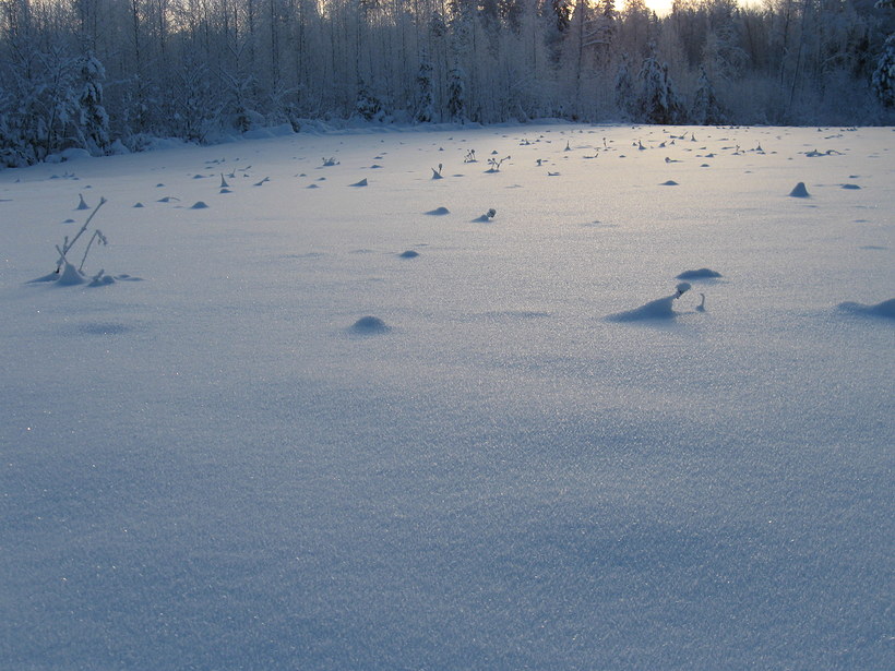 Kuvassa talventörröttäjiä lumihangessa