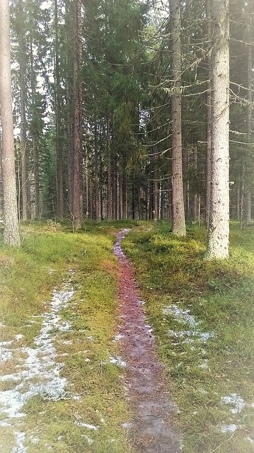 Kuvassa polku metsässä