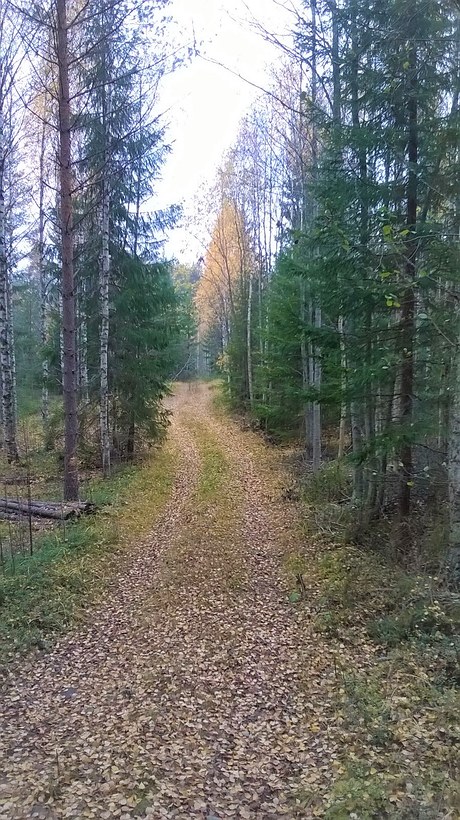 Kuvassa syksyinen metsäpolku