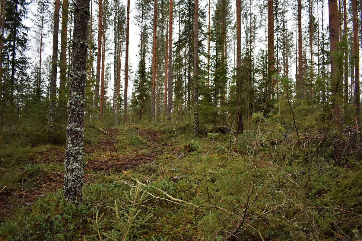 Kuvassa yläharvennettua metsää