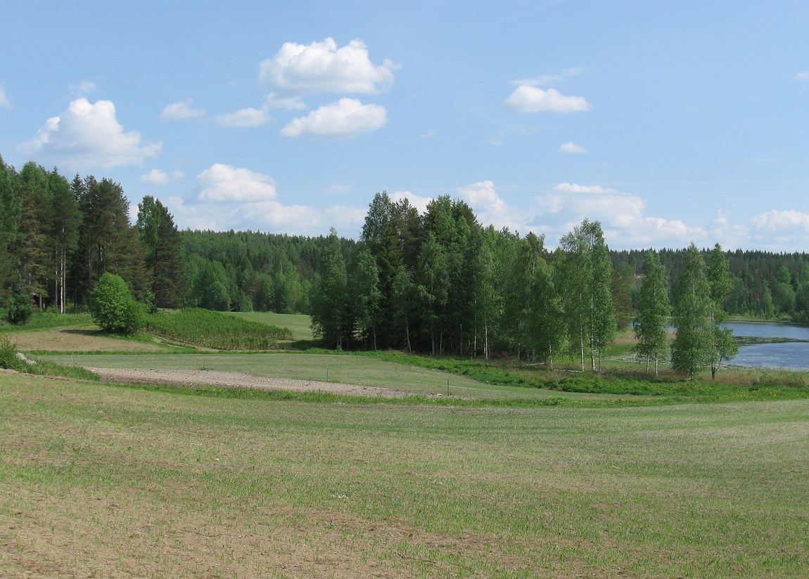 Kuvassa kesäinen peltomaisema