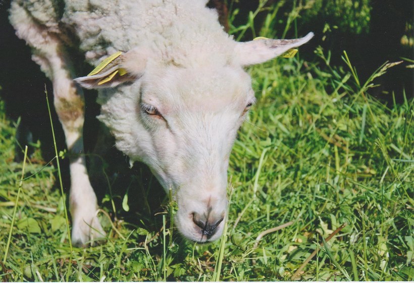 Kuvassa lammas