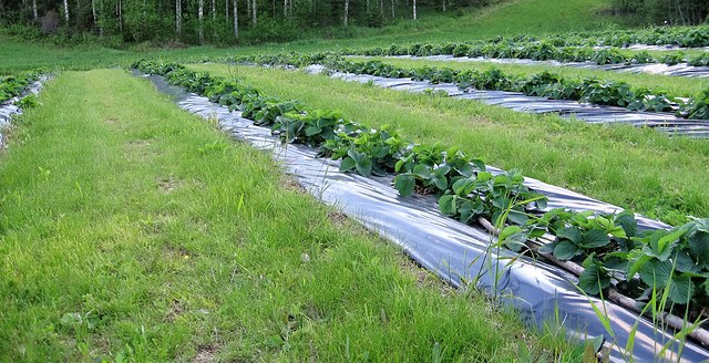 Toisen vuoden mansikkamaa kesäkuussa