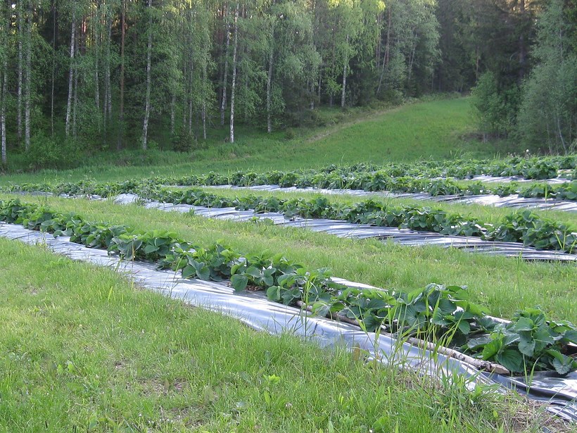Hoidettu mansikkamaa on maalaismaisemaa upeimmillaan!
