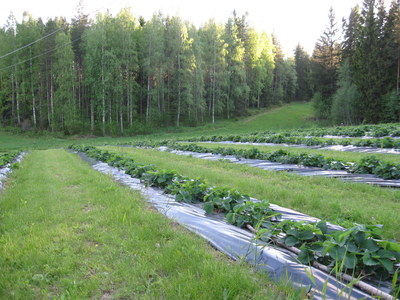 Mansikkamaa