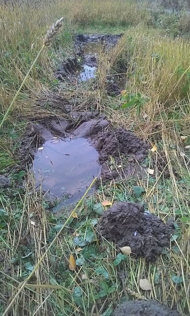 Kuvassa vettä traktorin renkaanjäljessä