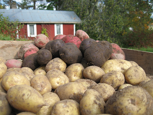 Mannilan tilan perunoita