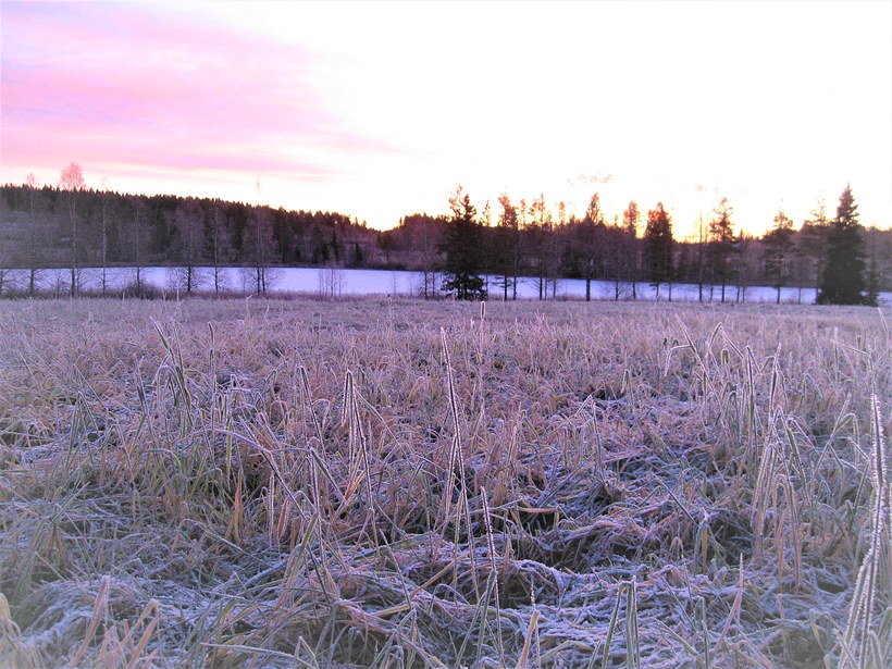 Kuvassa joulukuusi