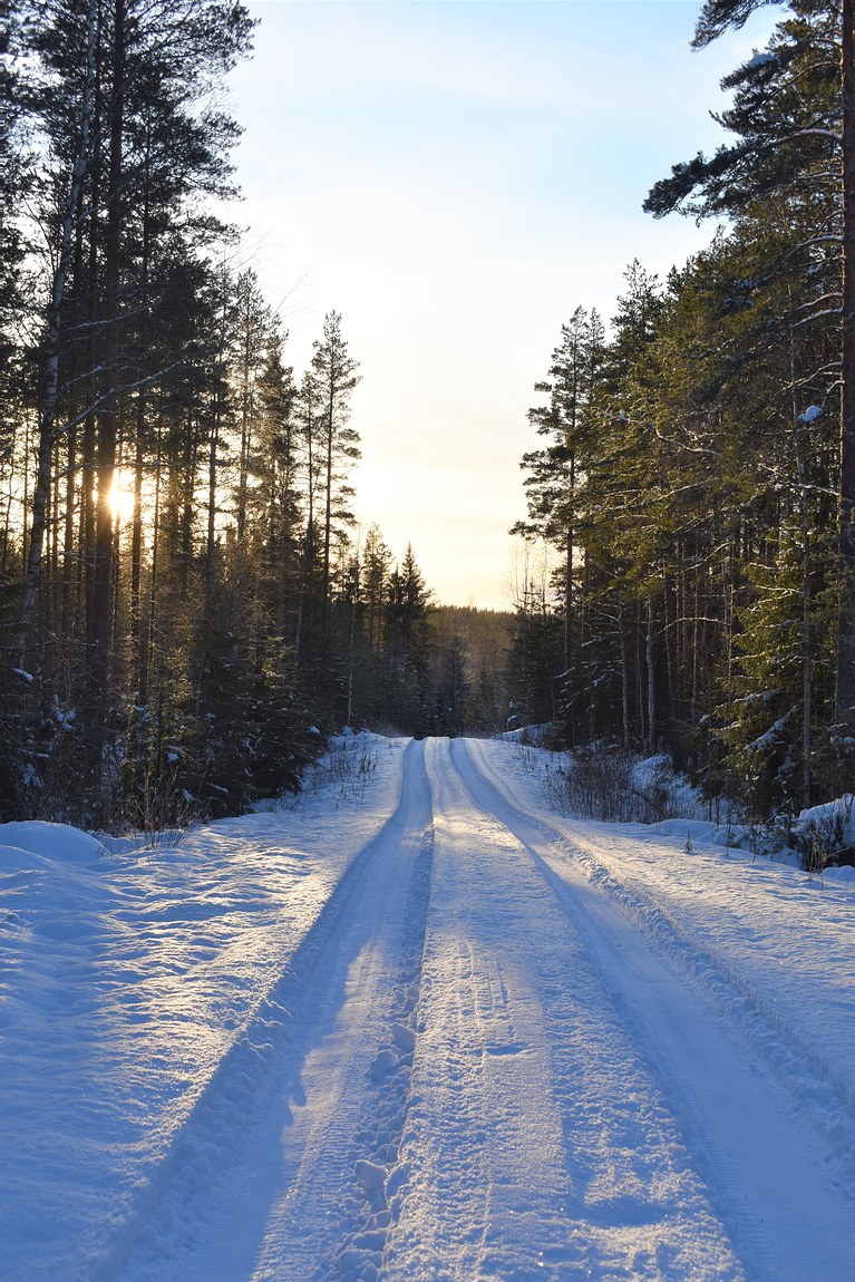Kuvassa luminen tie metsässä