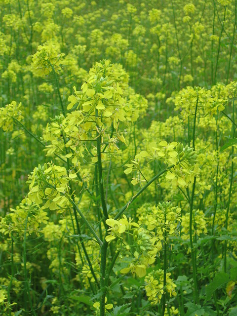 Kuvassa valkosinappi